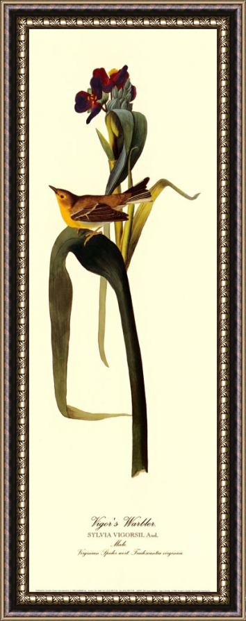 John James Audubon Vigor S Warbler Framed Print