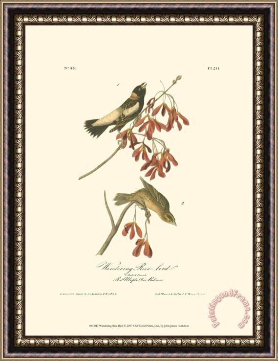 John James Audubon Wandering Rice Bird Framed Painting
