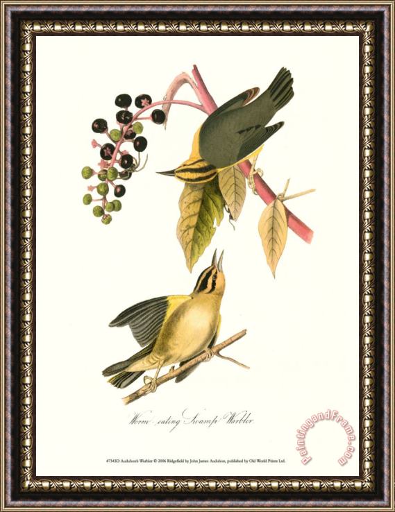 John James Audubon Warbler Framed Painting