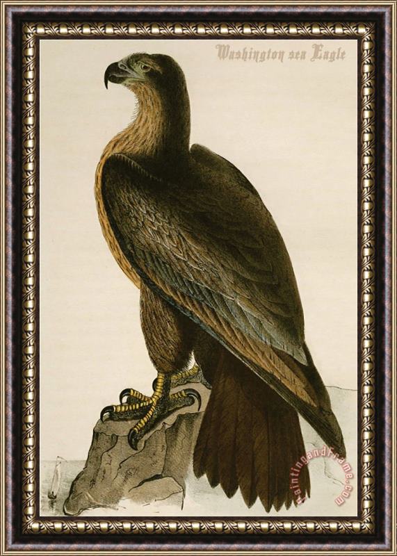 John James Audubon Washington Sea Eagle Framed Painting