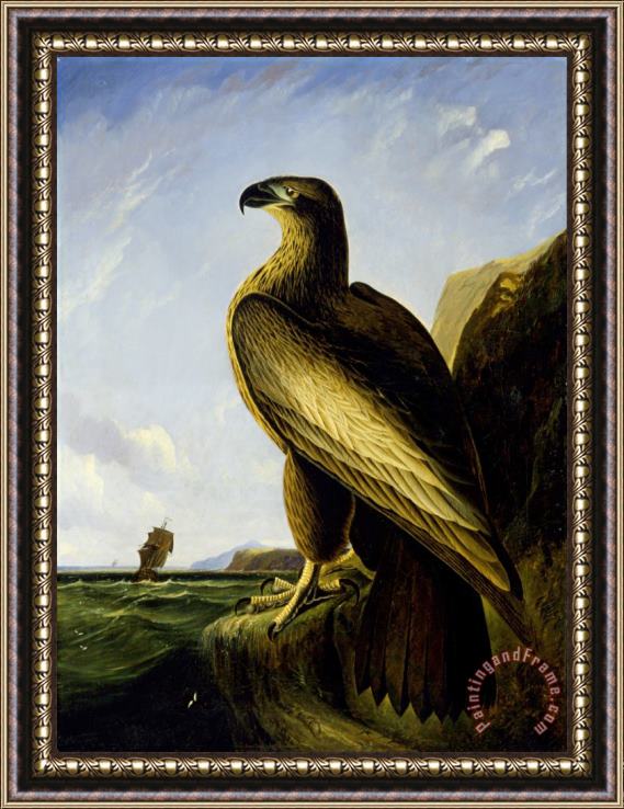 John James Audubon Washington Sea Eagle Framed Print