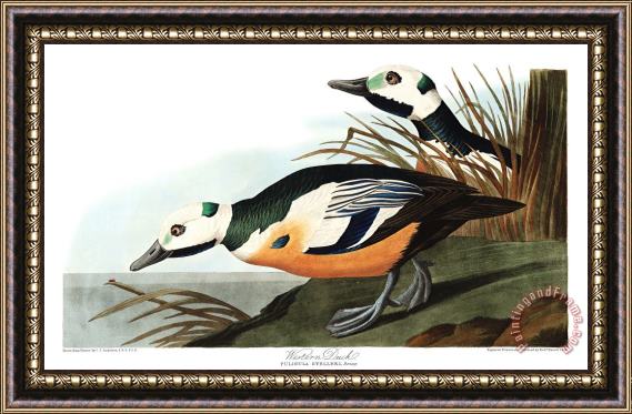 John James Audubon Western Duck Framed Print