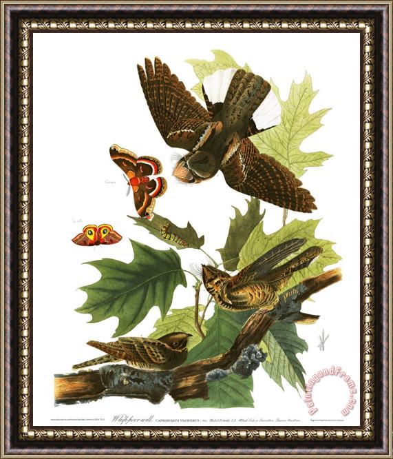 John James Audubon Whip Poor Will Framed Painting