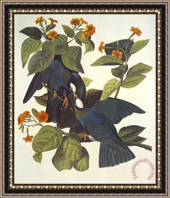John James Audubon White Crowned Pigeon Framed Print