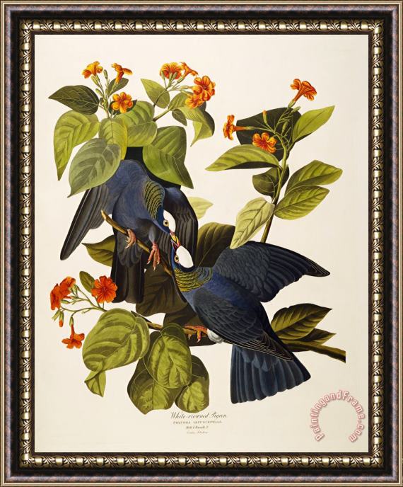 John James Audubon White Headed Pigeon Columba Leucocephala Plate Clxxvii From The Birds of America Framed Print
