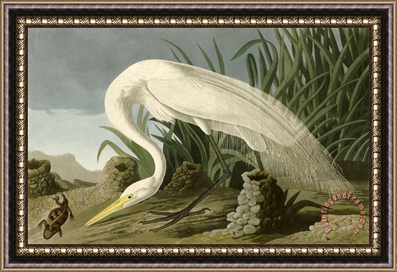 John James Audubon White Heron Framed Print