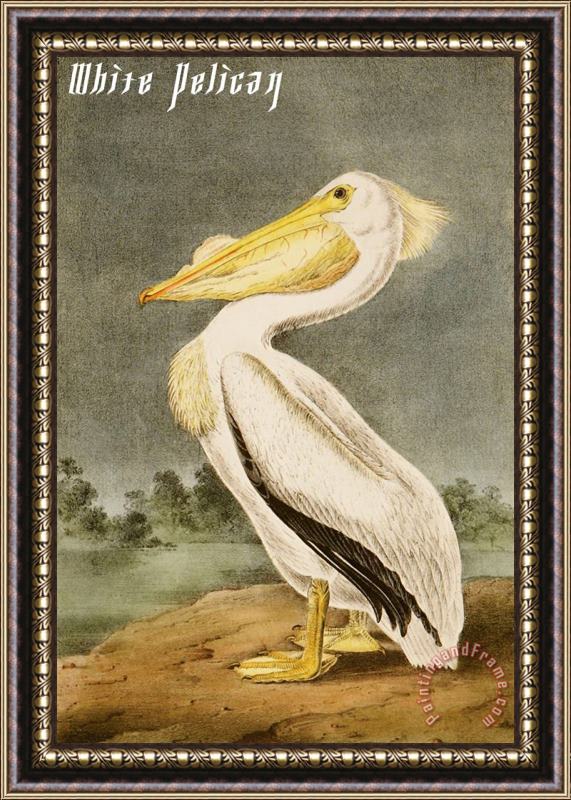 John James Audubon White Pelican Framed Painting