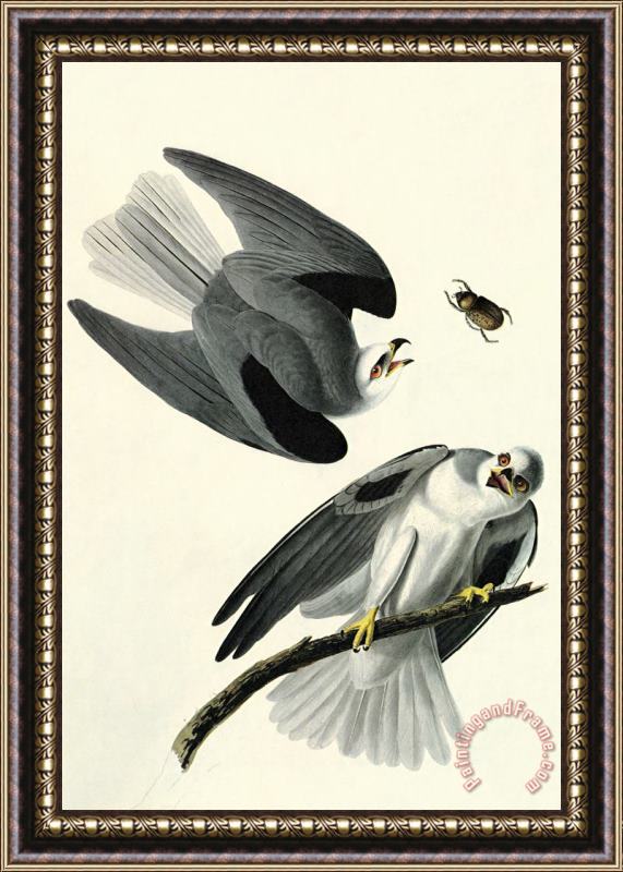 John James Audubon White Tailed Kite Framed Print
