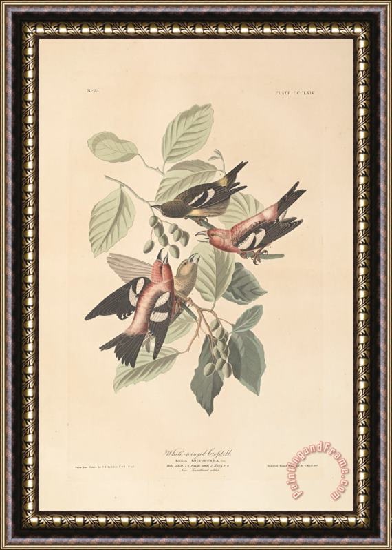 John James Audubon White Winged Crossbill Framed Print