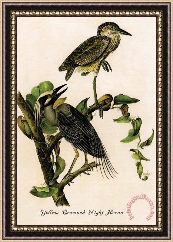 John James Audubon Yellow Crowned Night Heron Framed Painting