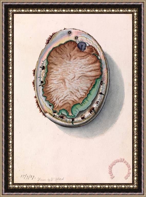 John James Wild Green Lipped Abalone, Haliotis Laevigata Framed Painting