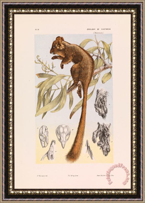 John James Wild Leadbeater's Possum, Gymnobelideus Leadbeateri Framed Painting
