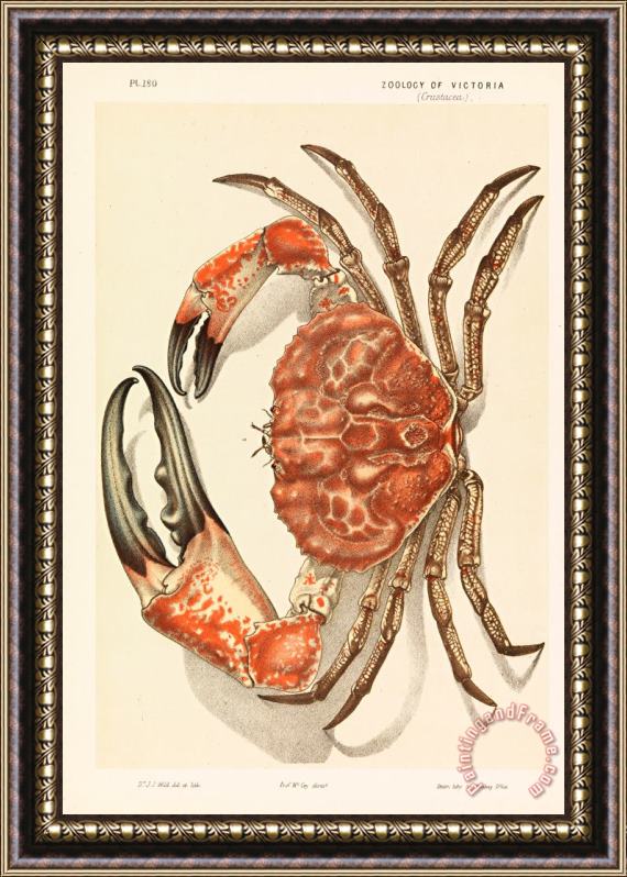 John James Wild Tasmanian Giant Crab, Pseudocarcinus Gigas Framed Print
