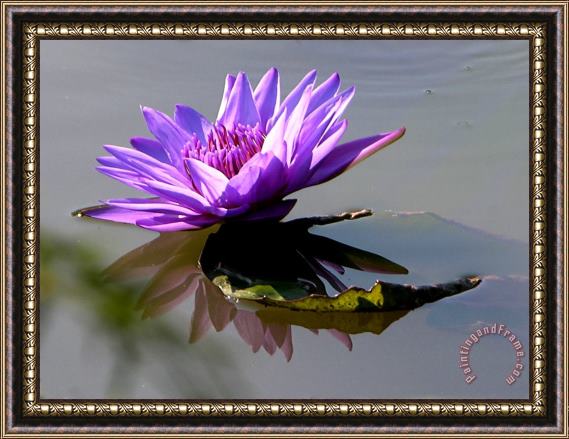 John Lautermilch Purple Beauty on the Pond Framed Print