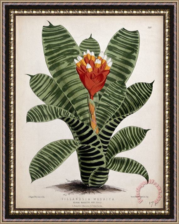 John Nugent Fitch A Plant (tillandsia Musaica): Flowering Stem Framed Painting