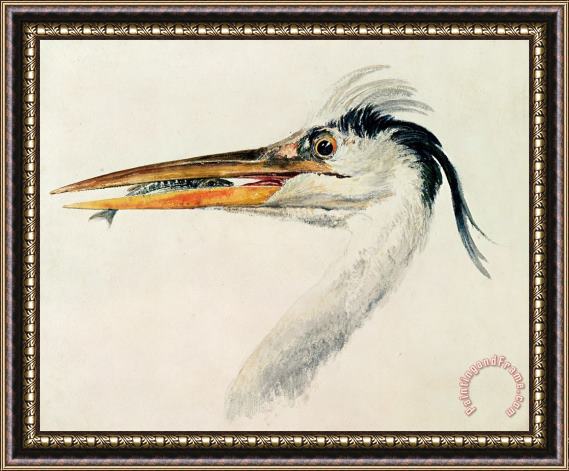 Joseph Mallord William Turner Heron with a Fish Framed Painting