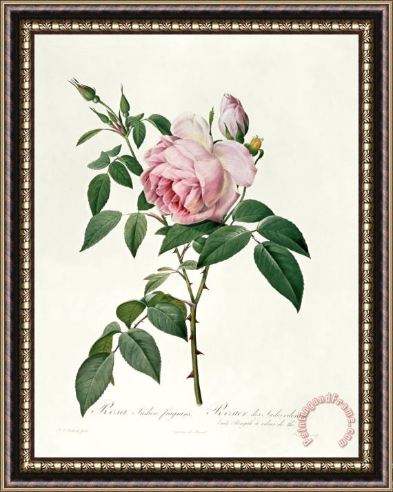 Joseph Pierre Redoute Rosa chinensis and Rosa gigantea Framed Painting