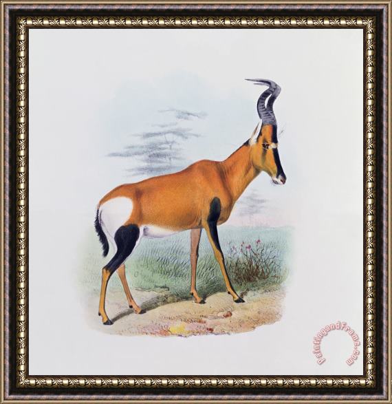 Joseph Wolf Antelope Framed Print