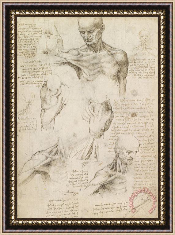 Leonardo da Vinci Anatomical Drawing Of Shoulder And Neck Framed Painting