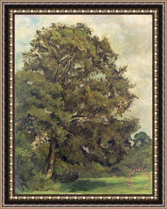 Lionel Constable Study of an Ash Tree Framed Print