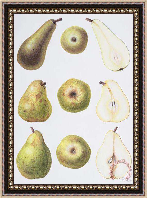 Margaret Ann Eden Six Pears Framed Painting