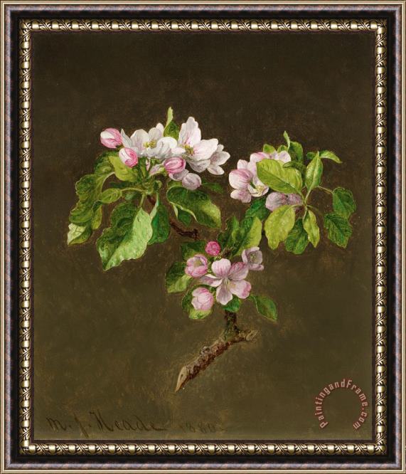 Martin Johnson Heade A Branch of Apple Blossoms, 1880 Framed Print