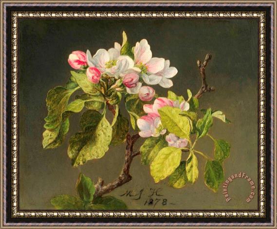 Martin Johnson Heade A Branch of Apple Blossoms And Buds Framed Print