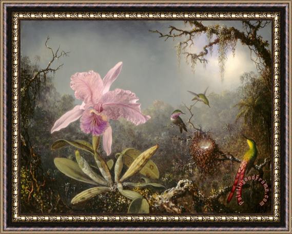 Martin Johnson Heade Cattelya Orchid And Three Brazilian Hummingbirds Framed Print