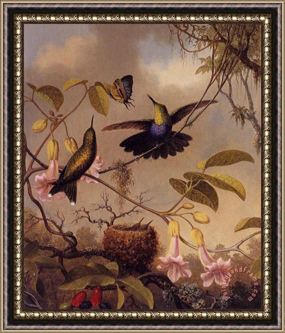 Martin Johnson Heade Fort Tailed Woodnymph Framed Painting
