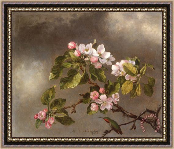 Martin Johnson Heade Hummingbird And Apple Blossoms Framed Print