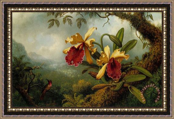 Martin Johnson Heade Orchids And Hummingbird Framed Painting