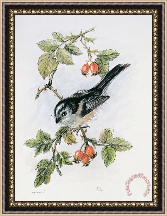 Nell Hill Long Tailed Tit And Rosehips Framed Print