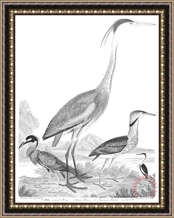 Others American Ornithology Framed Print