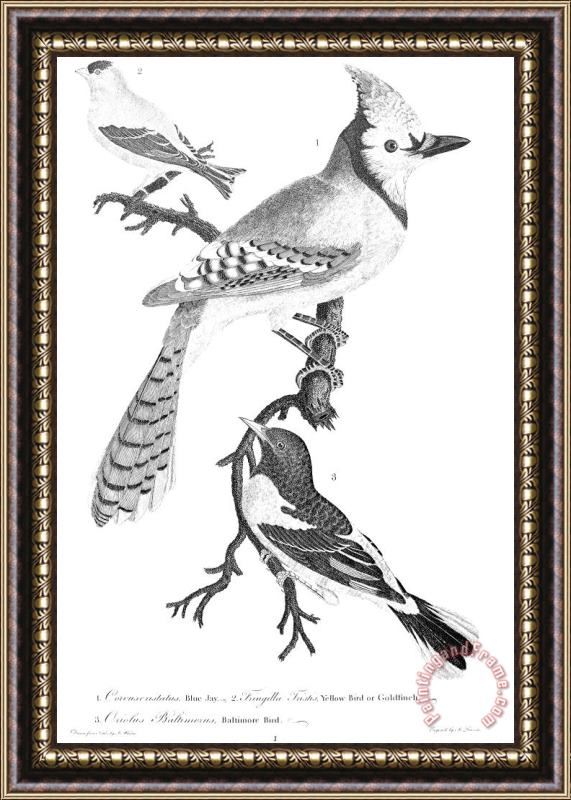 Others American Ornithology Framed Print