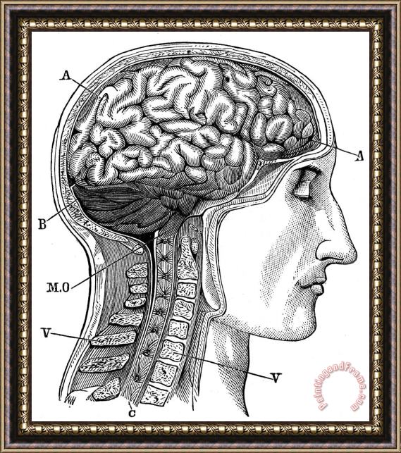 Others Anatomy: Brain Framed Painting