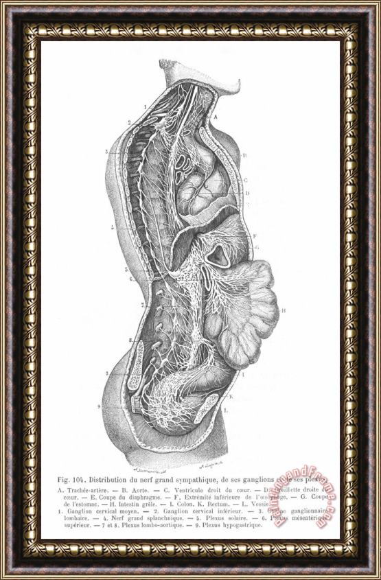 Others Anatomy: Nervous System Framed Painting