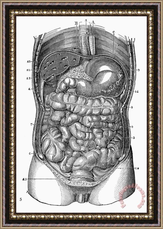 Others Anatomy: Torso Framed Print