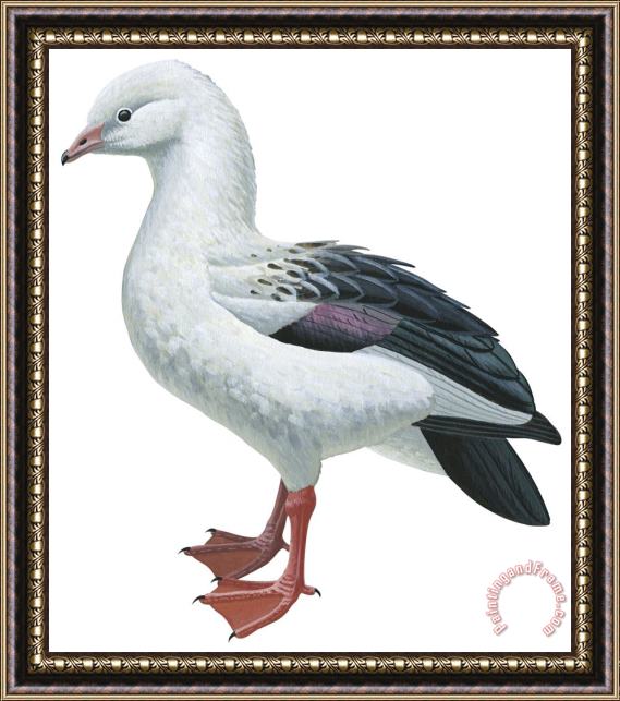 Others Andean Goose Framed Print