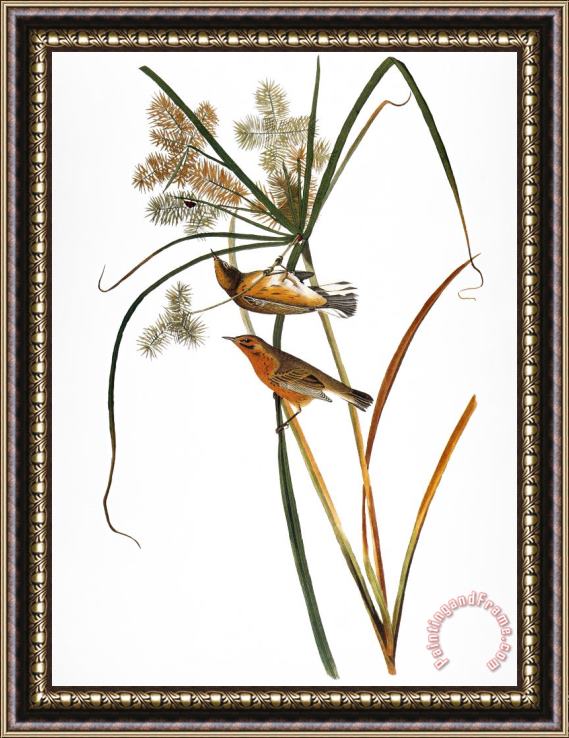 Others Audubon: Warbler, (1827) Framed Print