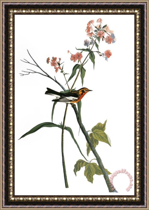 Others Audubon: Warbler, (1827-38) Framed Print