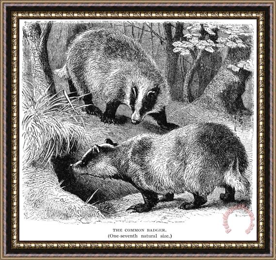 Others Badgers Framed Painting