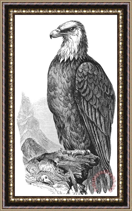 Others Bald Eagle Framed Print
