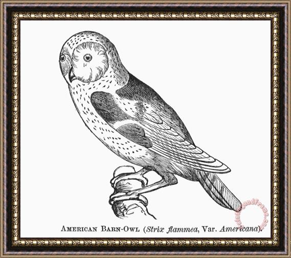 Others Barn Owl, 1877 Framed Painting