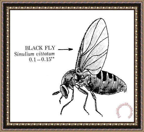 Others Black Fly Framed Print