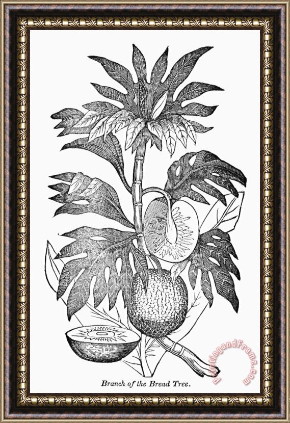 Others Botany: Breadfruit Tree Framed Painting