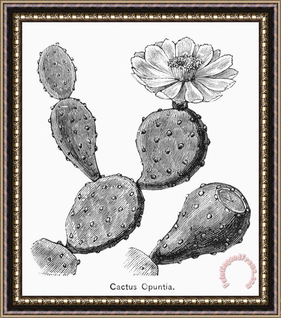 Others Botany: Cactus Framed Print