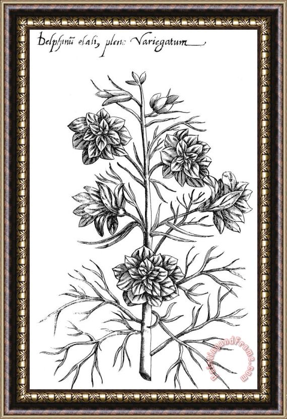 Others Botany: Larkspur, 1612 Framed Painting