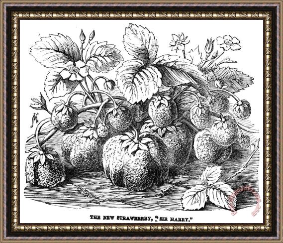 Others Botany: Strawberry Bush Framed Print