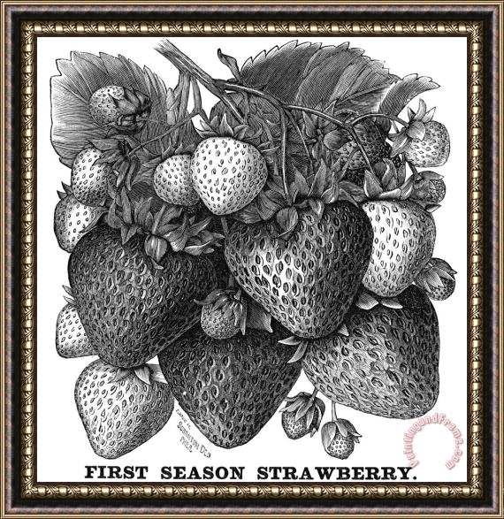 Others Botany: Strawberry Bush Framed Painting