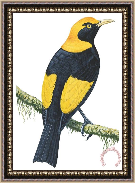 Others Bowerbird Framed Painting